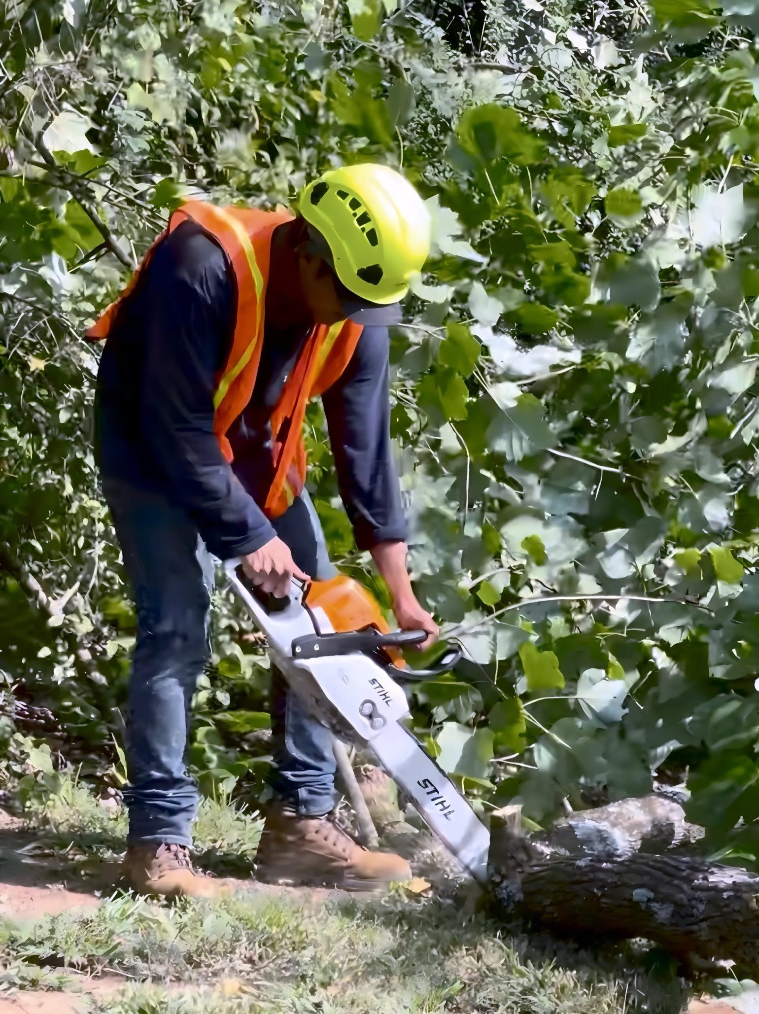 Tree Removal
