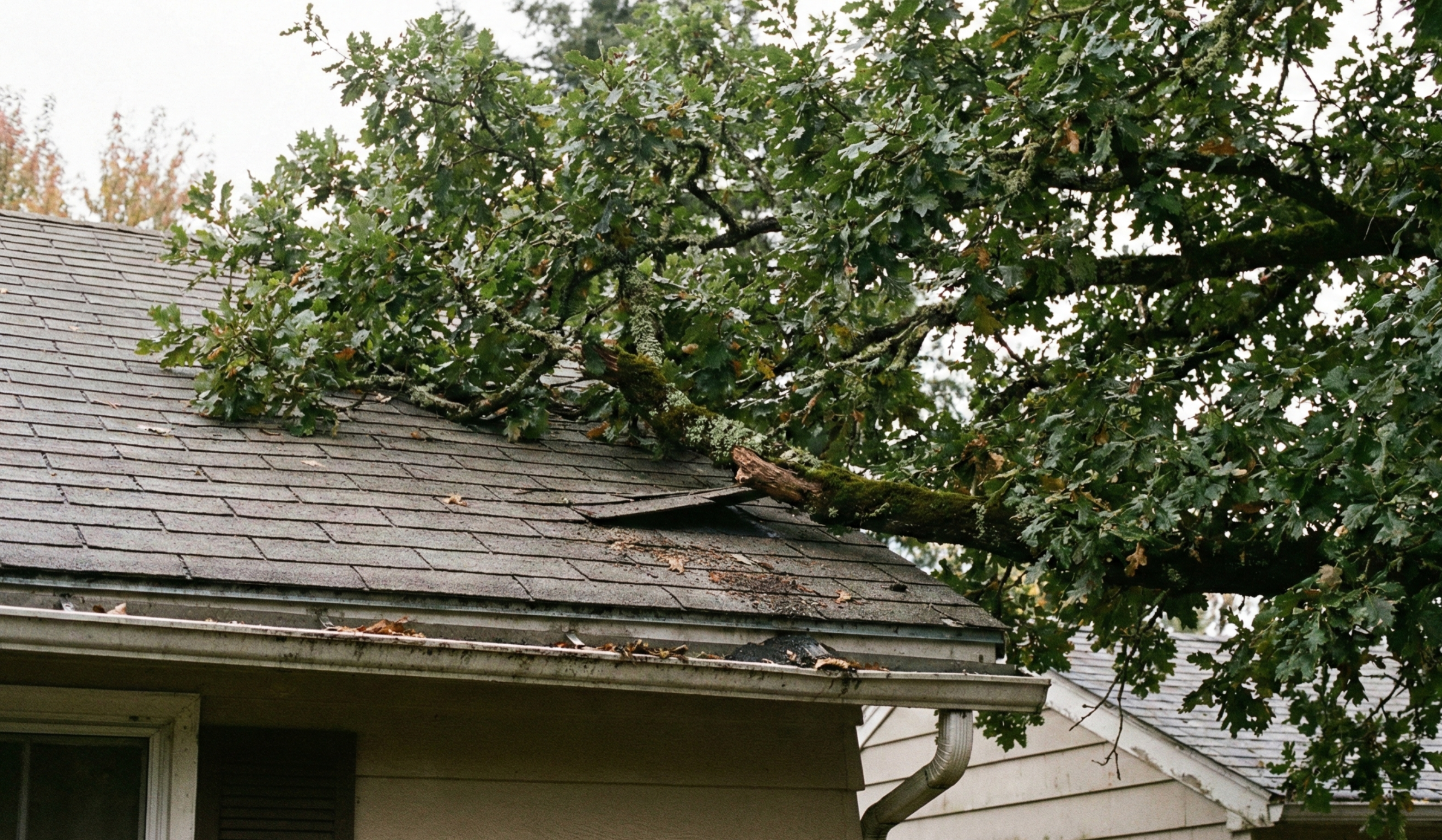 Hazardous tree branch hanging over a roof